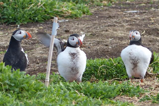 Puffins with muddy fronts show that they've been readying their burrows for their precious eggs.