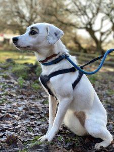 Three year old female Rene is a timid girl who needs to live with another dog to show her the ropes.