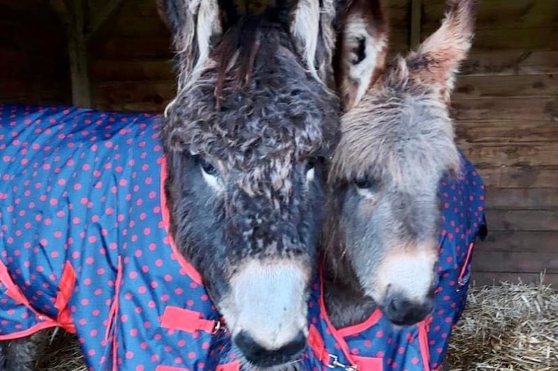 Donkey mum Wispa with her daughter Twirl, who was born in summer 2020, cosying up together.