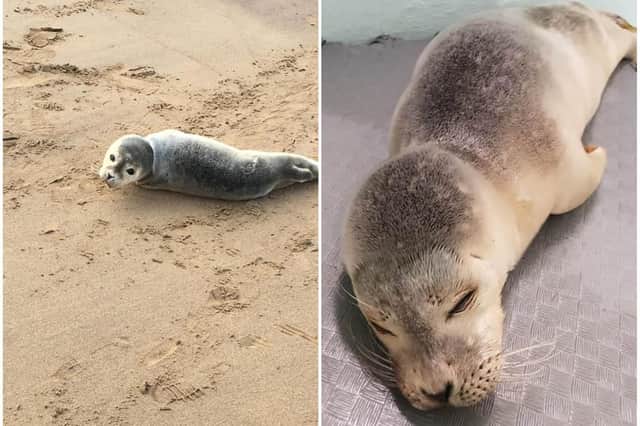 The seal had to be taken to  Tynemouth Seal Hospital after rescue teams discovered it had an infection around it's mouth. Photo: Jason Woodhouse.