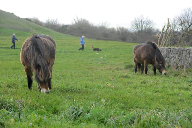 The Exmoor ponies have made a return to Cleadon Hills to manage the land over the winter.