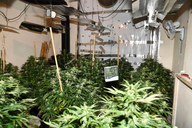 A photo shared by the National Crime Agency, showing inside one of the cannabis farms uncovered in Sunderland.