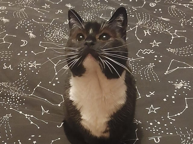 Gertrude, a rescue cat from Pawz for Though, in her forever home. What a pretty girl!