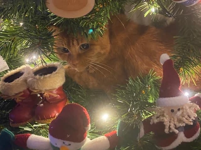 Rosie feels right at home on the tree - the perfect place to catch 40 winks!