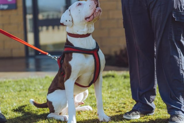 Two-year-old Bruno is a rambunctious boy who wants all the fuss and attention in the world. He's energetic - keeping up with him can be a challenge! It's a challenge that's definitely worth meeting, however.