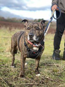 An eight year old Staffordshire Bull Terrier, Dolly is new to the sanctuary and carers are still getting to know her.