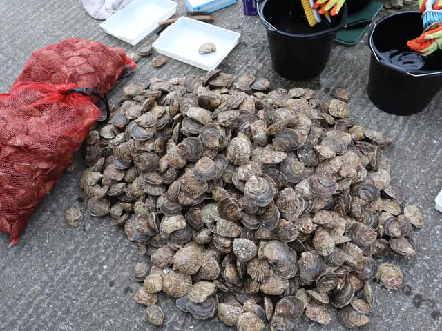 Some of the oysters which have been placed in Sunderland Marina
