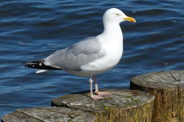 A stock image of a herring gull from Pixabay.
