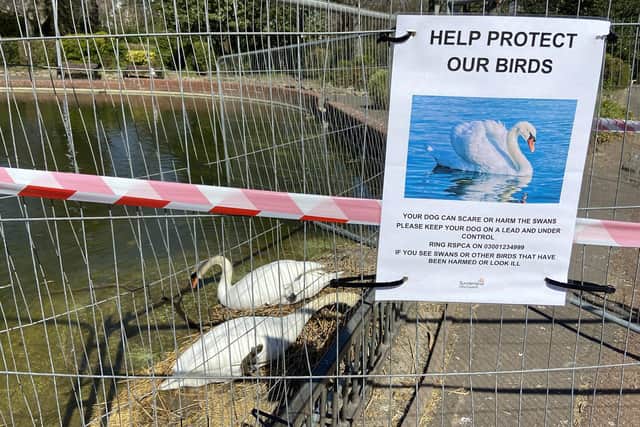 The swans have been fenced off so their nesting cannot be disturbed.