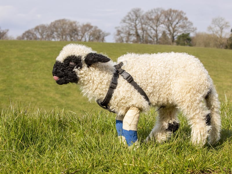 Ali, 55, and husband Michael, 58, are bottle feeding their new pet, who is taking her first tentative steps around a field at Arnbeg Farmstay, Kippen, near Stirling.