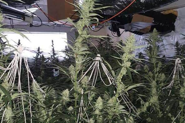 A photo shared by Durham Constabulary following the discovery of a cannabis farm in Shotton Colliery.