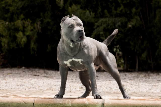 A court ordered two XL Bully dogs be put down after a woman was injured in Sheffield in March 2023.