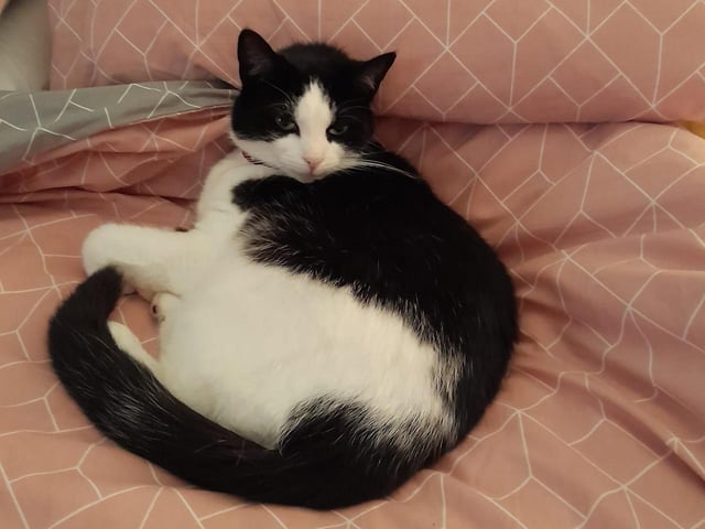 I think you'll find this bed belongs to Tiddles now ...
