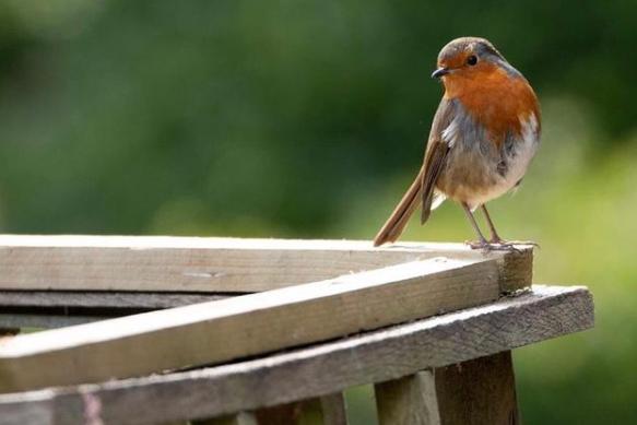 A perfect little robin. From @robsmithufpc