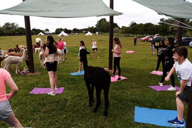 The fluffy animals wander in between people doing yoga.
