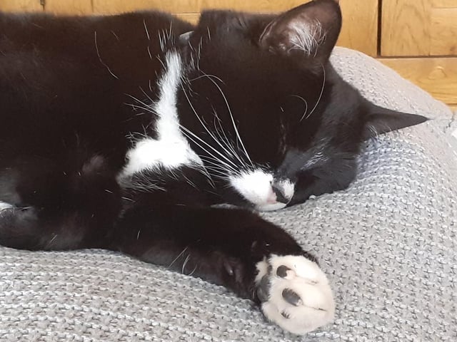 Ozzie invites us to hold a paw while he enjoys a well-deserved nap. It's not easy being this cute!
