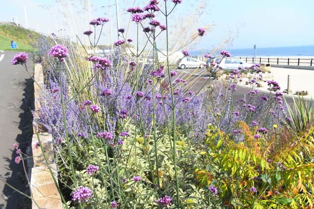 Planting at the seafront
