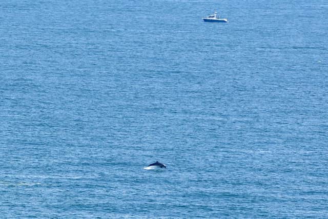 A dolphin breaches at Marsden Bay