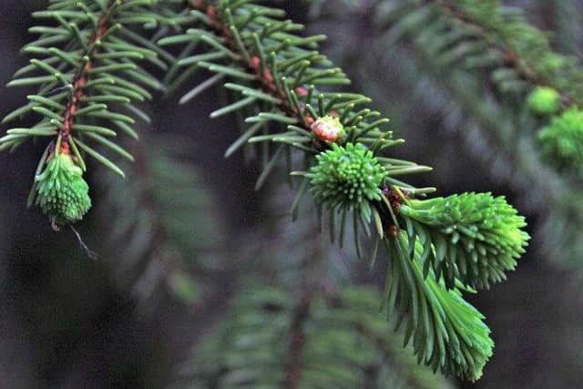 Christmas trees can be recycled during the normal opening hours at the Household Waste and Recycling Centres available for Sunderland residents.