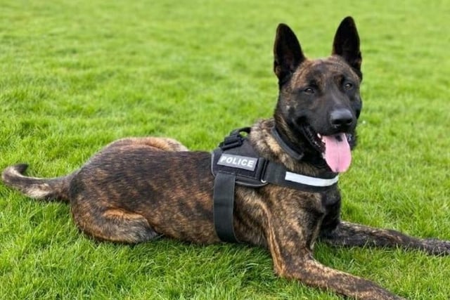 PD Taz turned three in January this year and has helped track down many criminals during his time on the force, including a fleeing car thief.