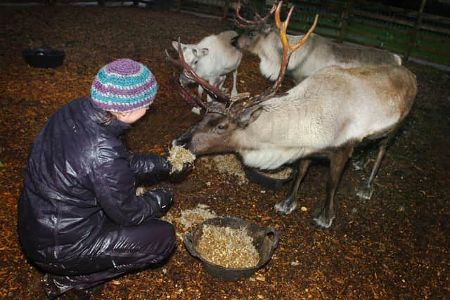 Reindeers arrive at Mowbray Park in 2012.
