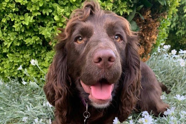 PD Bonnie here was able to put her sniffing skills to the test after helping out with a house search in Luton, where she successfully managed to locate a substantial amount of money which had been very well hidden.