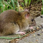 Residents have reported parks and streets in Sunderland have become overrun with rats.