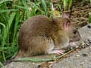 Residents have reported parks and streets in Sunderland have become overrun with rats.