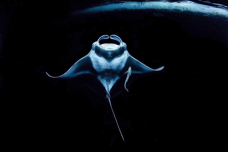 Underwater Photographer of the Year 2021
Runner up- Up and Coming
Stingray
Japan