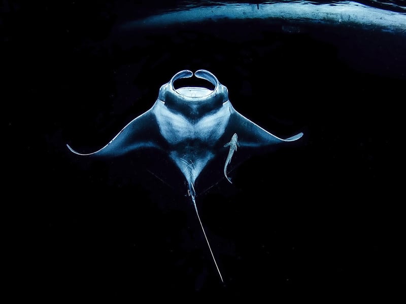 Underwater Photographer of the Year 2021
Runner up- Up and Coming
Stingray
Japan