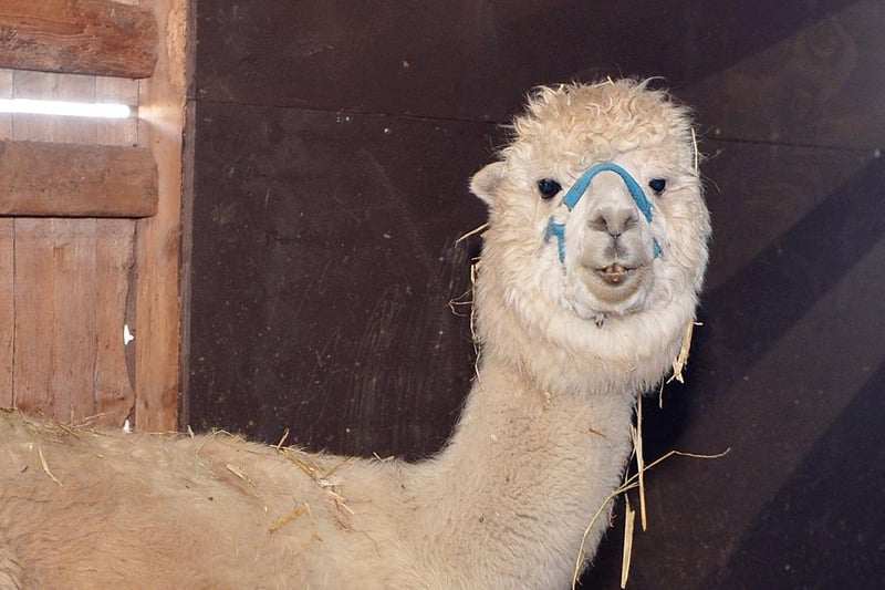 Try alpaca trekking! Take a stroll around the 17-acre farm situated in the stunning Amber Valley with one of the centre's  beautiful alpacas. Visit https://brackenfieldalpacas.co.uk/