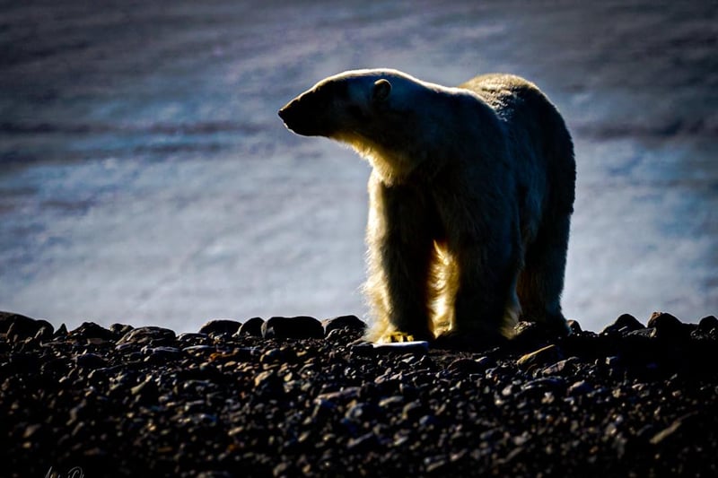 This polar bear was stretching its legs in Arctic Norway, around Svalbard. "A special place," said Michael