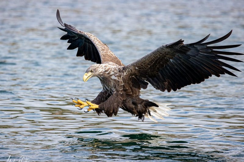 This white tailed eagle was caught at Lofoten in Norway