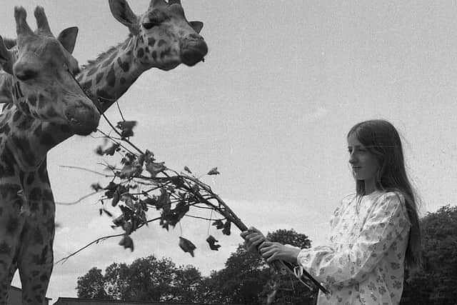 The Hon Lady Isobella Lambton feeding the giraffes in 1972.