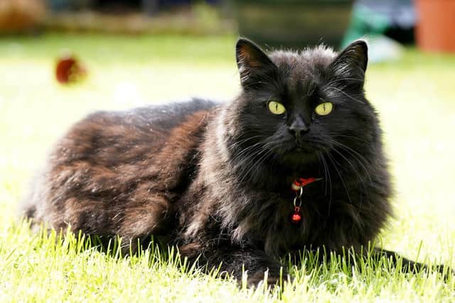 Nala is nominated in the 'Outstanding Rescue Cat' category.