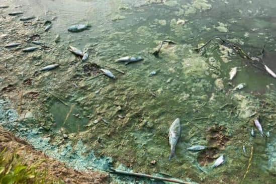 Around 200 fish are estimated to have died following the bloom of the algae. Photo: Garry Wallace.