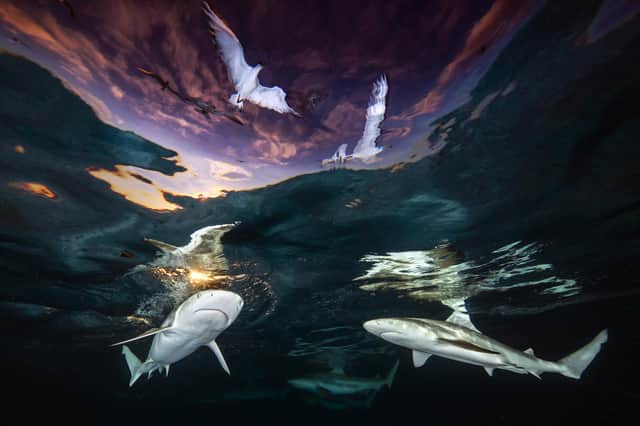 Category Winner. Underwater Photographer of the Year 2021
Credit name: Renee Capozzola/UPY 2021
Nationality: United States
Image taken in French Polynesia where there is strong legal protection for sharks, allowing them to thrive and balance the marine ecosystem.