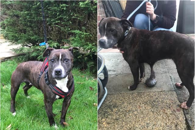 The stray Staffordshire bull terrier-type dog was foudn abandoned in Houghton-le-Spring