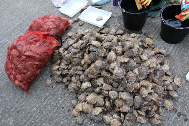 Some of the oysters which have been placed at the Port.