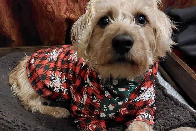 Look at that face! Barney knows he's winning the "cute for Christmas" category ...