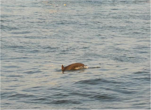 Gill managed to capture dolphins near Roker pier. (Photo by Gill Helps)