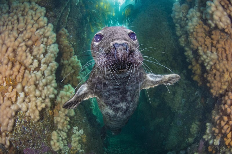 Underwater Photographer of the Year 2021
British Waters Wide Angle
Country taken: UK
Location: Farne Islands, Northumberland