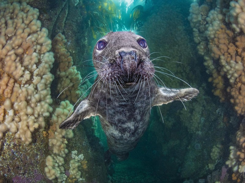 Underwater Photographer of the Year 2021
British Waters Wide Angle
Country taken: UK
Location: Farne Islands, Northumberland
