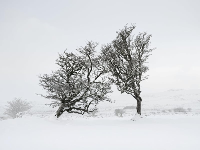 Neil Burnell, 45, has spent years shooting settings in a unique way and admits he was inspired by Star Wars - particularly Yoda's refuge on Dagobah. A full-time photographer from Brixham, Devon, Neil's images fall into six themes - named Visions, Chrome, Unknown, Delicate, Deep Blue, and Mystical.