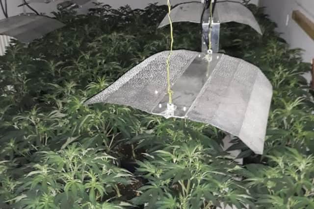 Northumbria Police found a total of 3,000 plants inside three cannabis farms, with this photo showing inside the building raided in Hendon.