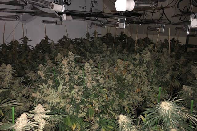The cannabis farm uncovered in Seaham.