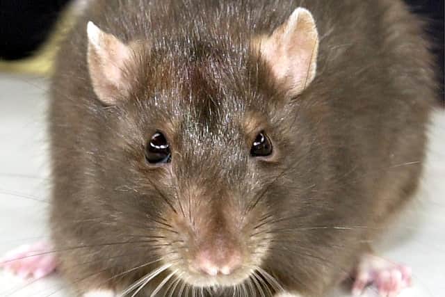 Sunderland City Council says the area does not have a rat problem.