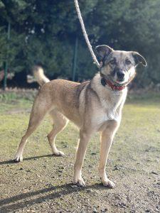 Six year old Nala is a friendly, active girl who came to the sanctuary late last year.