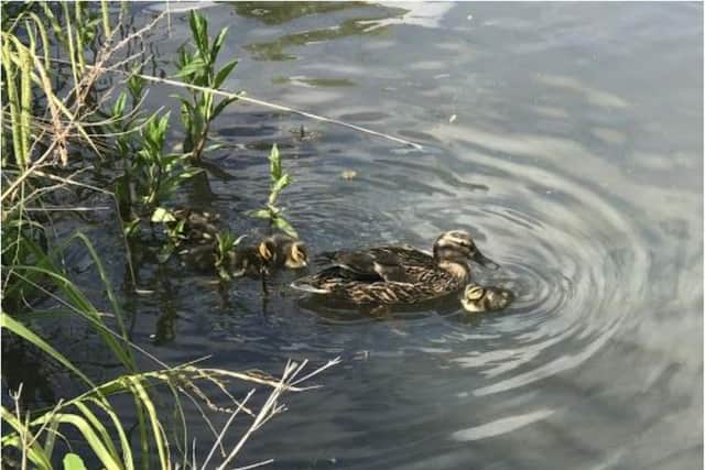 A mother duck and her ducklings were rescued by the RSPCA.