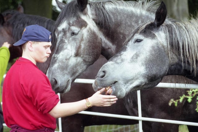 John Doran, stable boy with Vaux, was pictured saying goodbye to the horses as he leaves them at their holiday home in 1988.